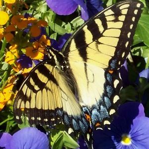 Meet your Posher, Debbie